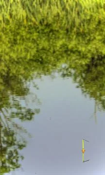 A dragonfly on a float on the water surface Stock Photos