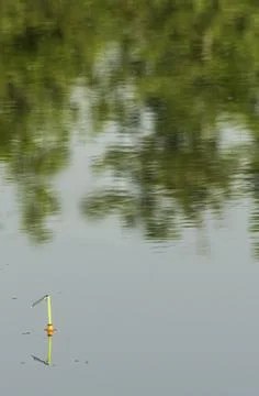 A dragonfly on a float on the water surface Stock Photos