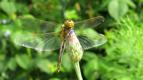 Dragonfly on the flower bud of a cornflower Video stock 157730649