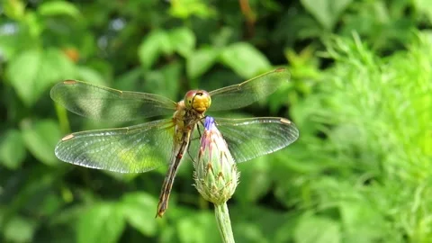 Dragonfly on the flower bud of a cornflower Video stock 157730665