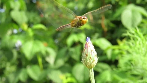 Dragonfly on the flower bud of a cornflower Video stock 157730703