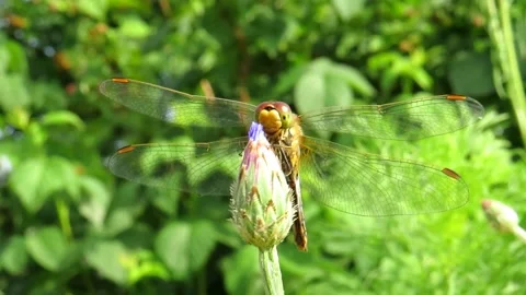 Dragonfly on the flower bud of a cornflower Video stock 157730712
