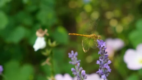 Dragonfly flower close-up. Video stock 198818726