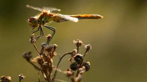 Dragonfly on a flower Stock Footage 798528