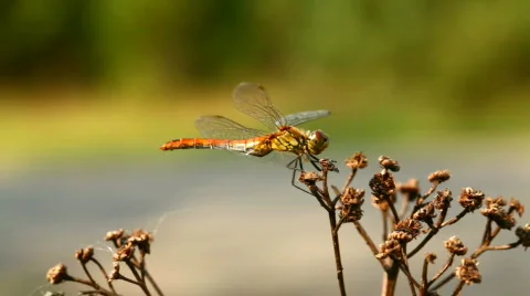Dragonfly on a flower Stock Footage 798551