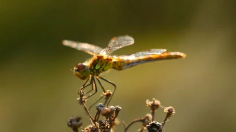 Dragonfly on a flower Stock Footage 798571