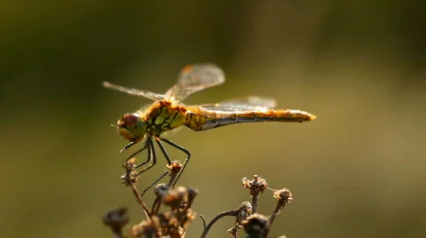 Dragonfly on a flower Stock Footage 798718