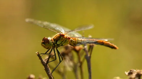 Dragonfly on a flower Stock Footage 798787