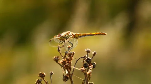Dragonfly on a flower Stock Footage 808426