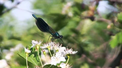 Dragonfly On The Flower Stock Footage 21032120