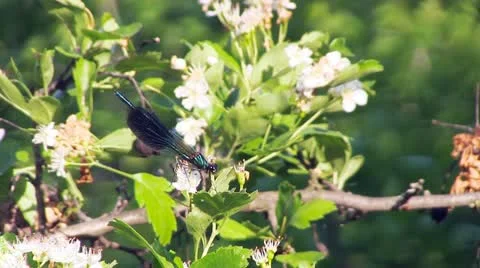 Dragonfly On The Flower Stock Footage 21149249