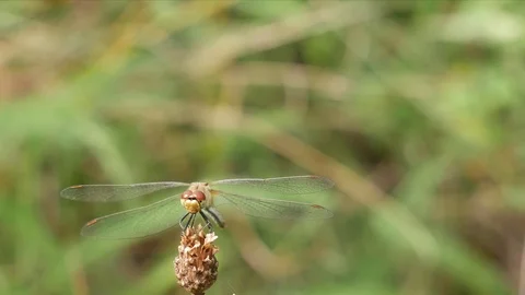 Dragonfly on a flower. 스톡 동영상 116962412