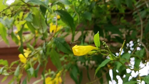 Dragonfly on flower Stock Footage 134917751