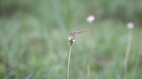 Dragonfly at flower grass Stock Footage 63767778