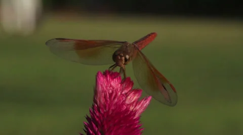 Dragonfly on a flower in India Stock-Footage 36151968