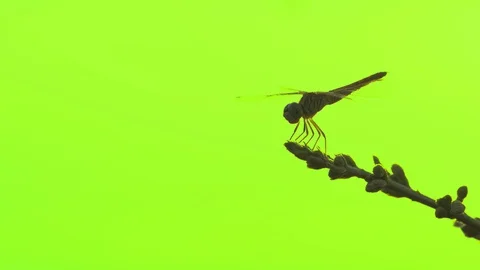 Dragonfly on flower leaf on green screen background, beautiful dragonfly insect Stockbeeldmateriaal 129708305