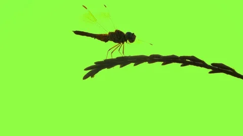 Dragonfly on flower leaf on green screen background, beautiful dragonfly insect Stock Footage 129708335