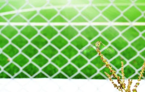 Dragonfly on flower Stock Photos