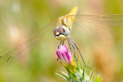 Dragonfly on flower Stock Photos