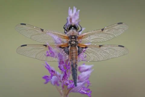 Dragonfly On Flower Stock Photos