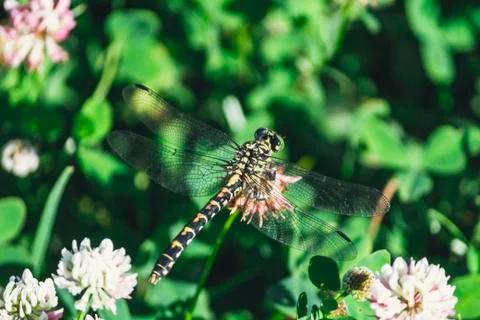 Dragonfly on a flower Stock Photos
