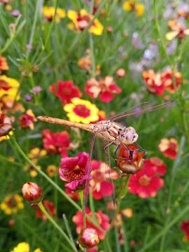 Dragonfly on a flower Stockfoto's