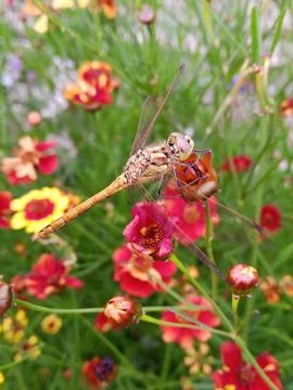 Dragonfly on a flower Stockfoto's