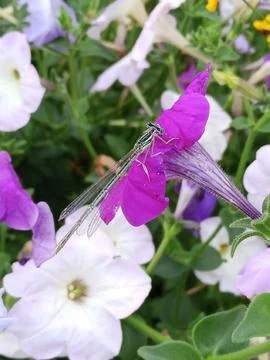 Dragonfly on a flower Stockfoto's