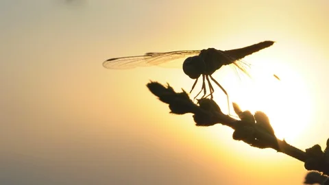 Dragonfly on flower tree on sunset rays background, beautiful nature in summer Stock-Footage 129707994
