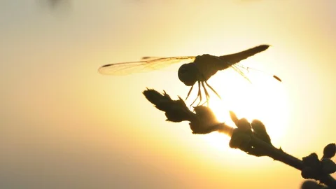 Dragonfly on flower tree on sunset rays background, beautiful nature in summer Stockbeeldmateriaal 129708035