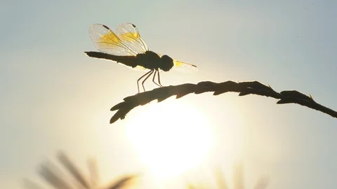 Dragonfly on flower tree on sunset rays background, beautiful nature in summer Stock Footage 129708146