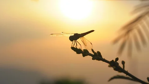 Dragonfly on flower tree on sunset rays background, beautiful nature in summer 動画素材 129708159