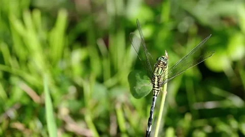 Dragonfly Fly and Perched On A Twig Close Up Stock Footage 230558519