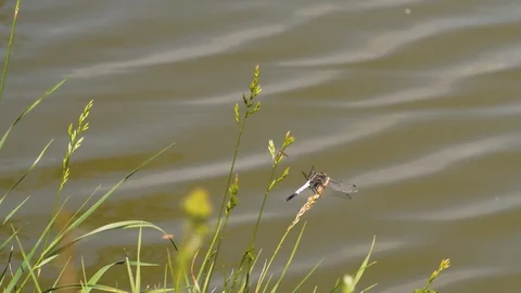 Dragonfly fly away Stock Footage 101505208