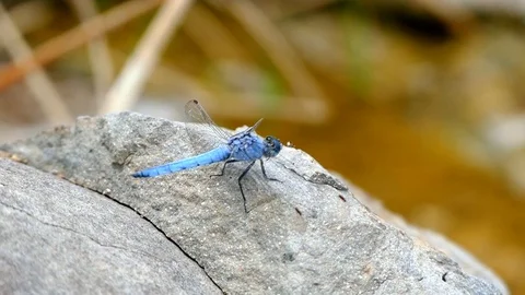 A dragonfly fly in nature, Stock Footage 93612519