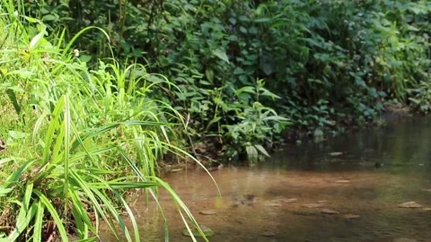 Dragonfly flying above the river Stock Footage 195274154