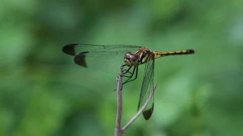 Dragonfly flying and landing Stock Footage 83470119