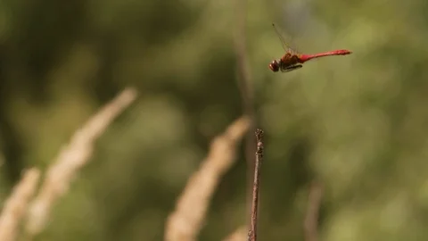 Dragonfly flying and sitting down on plant Close up Macro Slow Motion Stock Footage 93939088
