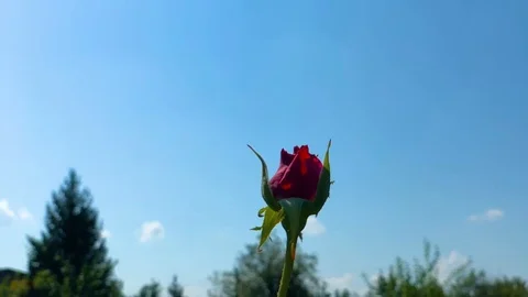 Dragonfly flying and sitting on the top of the red flower Stock Footage 95117501
