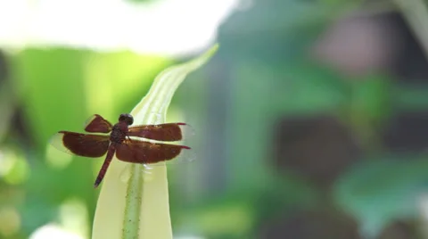 Dragonfly flying around a park Stock Footage 35479199