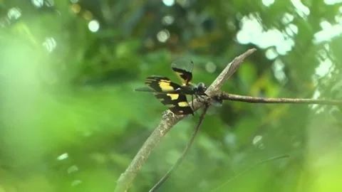 Dragonfly Flying Away on a blurry background Stock Footage 136417926