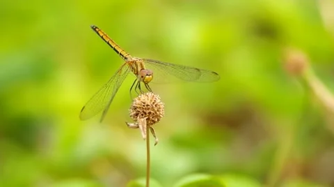 Dragonfly is flying away Stock Footage 48957528