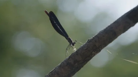 Dragonfly flying away Video stock 90039216