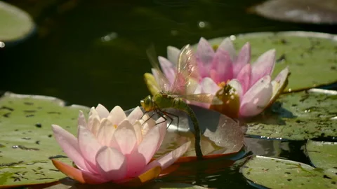 Dragonfly flying away in slow motion by water lily Stock Footage 170578193