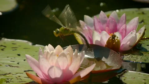 Dragonfly flying away in slow motion from water lily Stock Footage 170578245