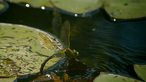 Dragonfly flying away in slow motion by water lily Stock Footage 170609248