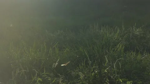 Dragonfly flying in the cold light Stock Footage 190839684