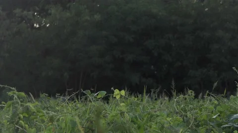 Dragonfly flying in the cold light Stock Footage 190839855