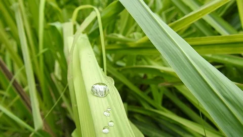Dragonfly is flying. dragonfly flying catch on tree in beautiful morning. Stock Footage 129138092