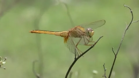 A dragonfly is flying from the dry stick Stock Footage 314520994